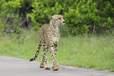 Cheetah rsa 3.jpg