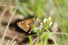 Harlequin Skipper rsa 2.jpg