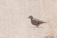 ground dove-2.jpg