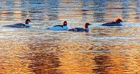 Common Mergansers At Sunrise_DSCN19929BF.jpg