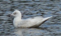 Iceland Gull-2w-S Pool.jpg