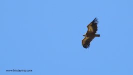 2018.05.22 Griffon Vulture.JPG