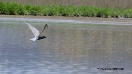 2018.05.22 Black Tern.JPG