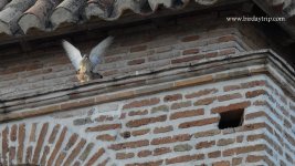 2018.05.22 Lesser Kestrels.JPG