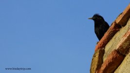 2018.05.22 Spotless Starling.JPG