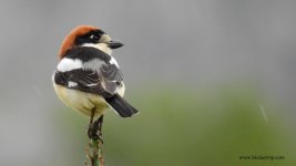 2018.05.23 Woodchat Shrike.JPG