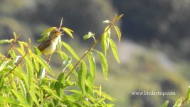 2018.05.23 Melodious Warbler.JPG