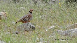 2018.05.23 Red-legged Partridge.JPG