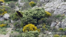 2018.05.23 Golden Eagle.JPG