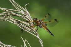 Four spotted chaser.jpg