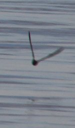 Storm Petrel (1 of 1).JPG