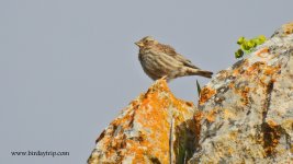 2018.04.30 Rock Sparrow.JPG