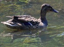 shoveler-mallard-hybrid-001.jpg