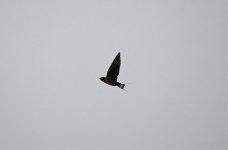 A Swallow 06.jpg