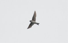 Northern House MArtin 5532.jpg