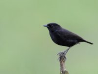 Unidentified Sooty Chat (male) UGA 3665.JPG