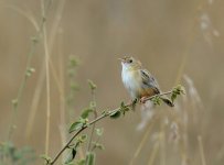 Unidentiified Cisticola TAN 7985.JPG