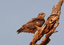 Jackal Buzzard - juvenile unsure.jpg