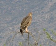 -- UNSURE Sparrowhawk or Goshawk.jpg