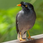 Jungle-Myna-on-Fiji.jpg