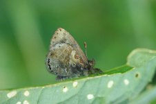 Southern Pied Woolly Legs rsa 1.jpg