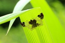 Buff-tipped Skipper rsa 1.jpg