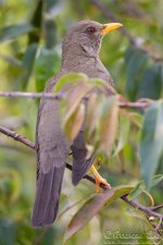 chiguanco_thrush1.jpg