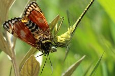 Dragonfly & prey rsa 1.jpg