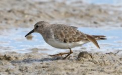 Temminck's Stint_1240.jpg