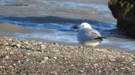 2018.03.20 Audouin's Gull.JPG