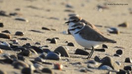 2018.03.20 Kentish Plovers.JPG