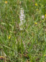 common spotted orchid harbury jun 13 2018 1.jpg