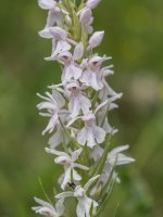 common spotted orchid harbury jun 13 2018 2.jpg