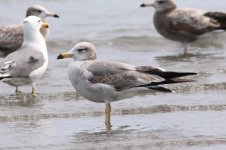 Black-tailed Gull (03) - Copy.jpg