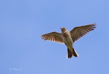 meadow pipit 02P edit1.jpg