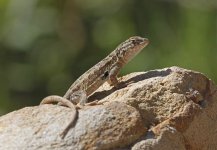 Lizard ID_M7A6218.jpg