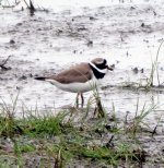 ringed plover.jpg