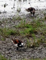 Ruddy turnstones.jpg