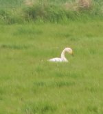 whooper swan.jpg