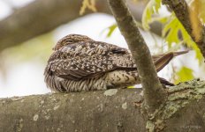 Nightjar2.jpg