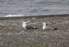 Armenian Gull2.jpg