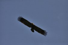 Lesser spotted Eagle2.jpg