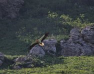 Egyptian Vulture2.jpg