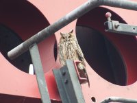 Long-eared Owl 1.jpg