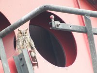 Long-Eared Owl 2.jpg