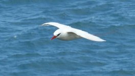 P1290180cropreth Red-tailed Tropicbird.jpg