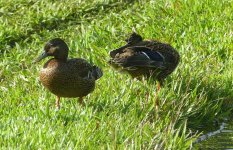 P1290339 cropret Koloa orHawaiian Duck pair male to the left.jpg