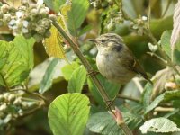 Unidentified Warbler IND_2714.JPG