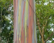 P1290380 crop Rainbow Eucalyptus.JPG