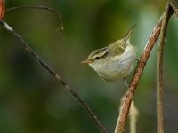 Yellow-browed Warbler IND 2944.JPG